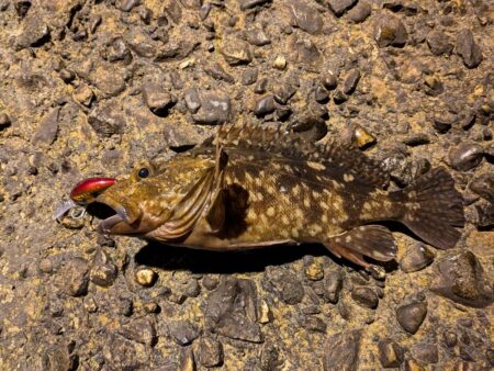 ガシラ自己記録更新